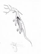 Filename=Lightning_Dragon.jpg
Filesize=99KiB
Dimensions=1023x1331
Date added=May 17, 2009 Lightning_Dragon.jpg