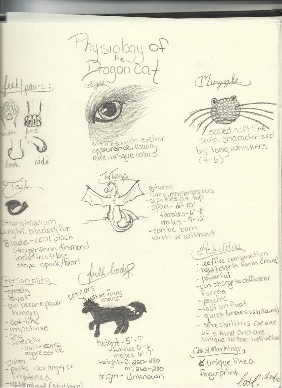 Physiology of a Dragoncat - By CatC
12/26/2010
A detailed chart describing the full physical characteristics of the dragoncat
