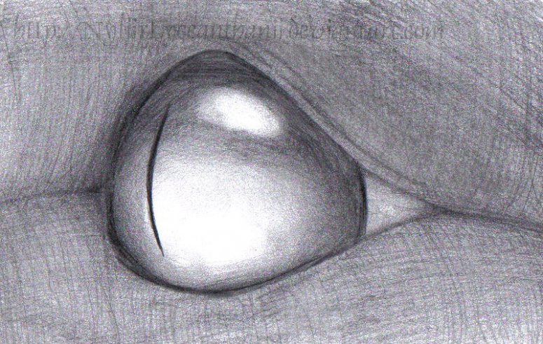 Dragoneye - By Nyliir
Keywords: Eye